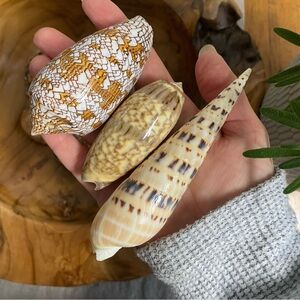 Set of Three Decorative Seashells